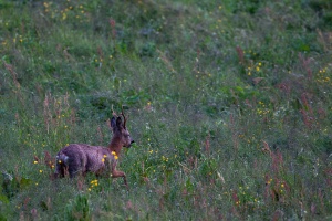 Capreolus capreolus (Chevreuil)