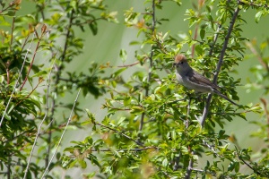 Sylvia atricapilla (Fauvette à tête noire)