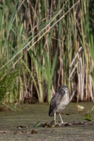 Nycticorax nycticorax (Bihoreau gris)