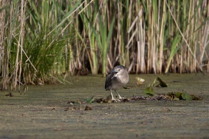 Nycticorax nycticorax (Bihoreau gris)