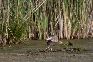 Nycticorax nycticorax (Bihoreau gris)