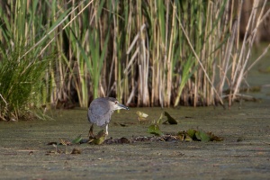 Nycticorax nycticorax (Bihoreau gris)