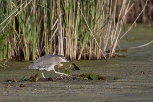 Nycticorax nycticorax (Bihoreau gris)