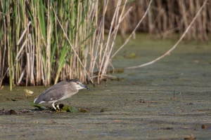 Nycticorax nycticorax (Bihoreau gris)