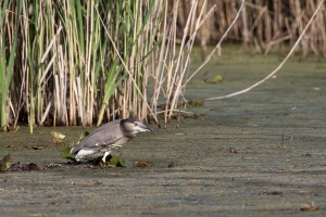 Nycticorax nycticorax (Bihoreau gris)