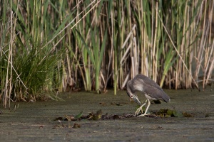 Nycticorax nycticorax (Bihoreau gris)