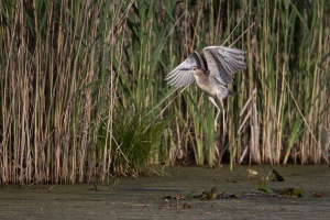 Nycticorax nycticorax (Bihoreau gris)