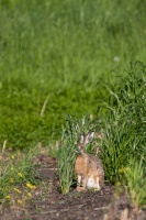 Lepus capensis (Lièvre brun)