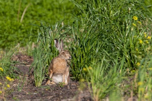 Lepus capensis (Lièvre brun)