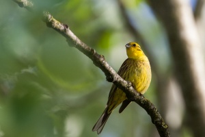 Emberiza citrinella (Bruant jaune)