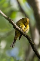 Emberiza citrinella (Bruant jaune)