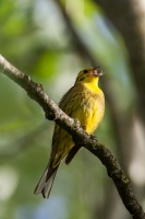 Emberiza citrinella (Bruant jaune)