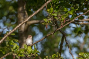 Muscicapa striata (Gobe-mouche gris)