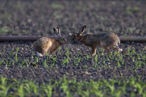 Lepus capensis (Lièvre brun)