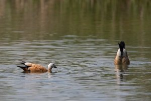 Tadorna ferruginea (Tadorne casarca)