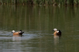 Tadorna ferruginea (Tadorne casarca)