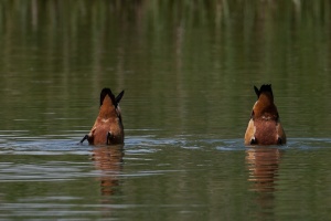 Tadorna ferruginea (Tadorne casarca)