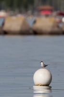 Sterna hirundo (Sterne pierregarin)