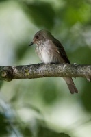 Muscicapa striata (Gobe-mouche gris)