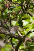 Muscicapa striata (Gobe-mouche gris)