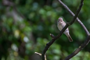 Muscicapa striata (Gobe-mouche gris)