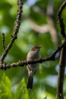 Phylloscopus trochilus (Pouillot fitis)