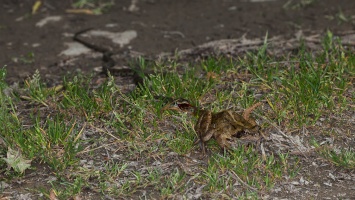 Natrix natrix (Couleuvre à collier)