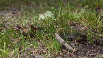 Natrix natrix (Couleuvre à collier)