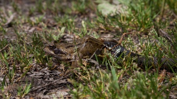 Natrix natrix (Couleuvre à collier)