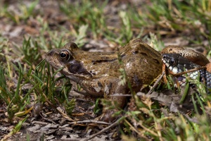 Natrix natrix (Couleuvre à collier)