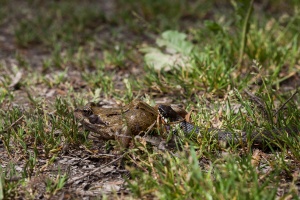 Natrix natrix (Couleuvre à collier)