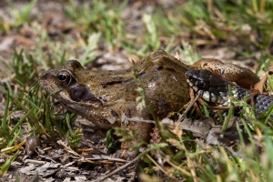 Natrix natrix (Couleuvre à collier)