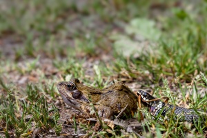 Natrix natrix (Couleuvre à collier)