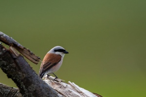 Lanius collurio (Pie-grièche écorcheur)