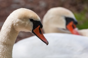 Cygnus olor (Cygne tuberculé)