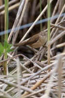 Acrocephalus scirpaceus (Rousserolle effarvatte)