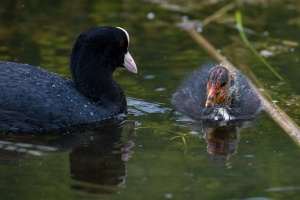 Fulica atra (Foulque macroule)