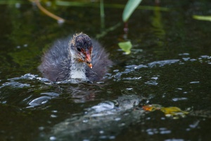 Fulica atra (Foulque macroule)