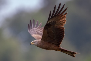 Milvus migrans (Milan noir)