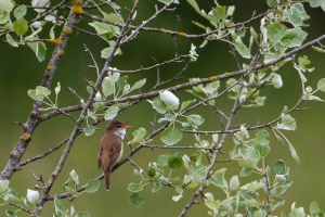 Acrocephalus arundinaceus (Rousserolle turdoïde)