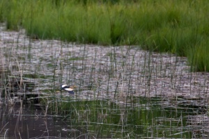 Ixobrychus minutus (Blongios nain)