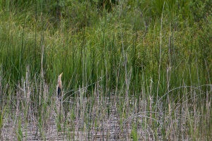 Ixobrychus minutus (Blongios nain)