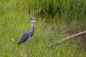 Ardea cinerea (Héron cendré)