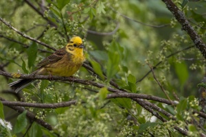 Emberiza citrinella (Bruant jaune)