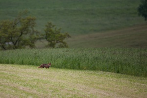 Vulpes vulpes (Renard)