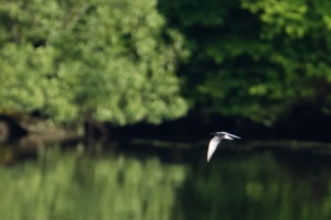 Chlidonias niger (Guifette noire)