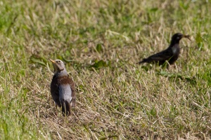 Turdus pilaris (Grive litorne)