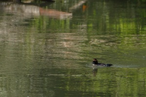 Bucephala clangula (Garot à oeil d'or)