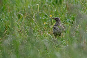 Turdus viscivorus (Grive draine)