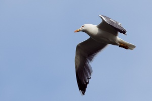 Larus cachinnans (Goéland argenté)